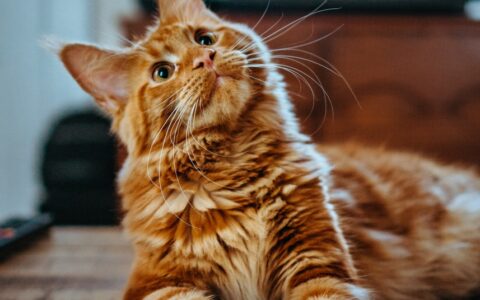 养猫省钱必看攻略，各大网红常说的猫车群到底是什么？
